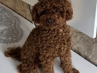 İLK DOĞUM İLK YAVRULAR POODLE
