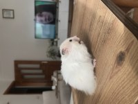 Suriye hamsterı