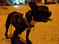 SAFKAN MİCRO FRANSIZ BULLDOG DİŞİ 2.5 YAŞINDA