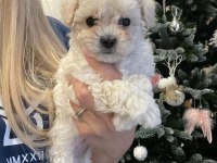 Maltipoo İle Evimize Neşe Katmaya Hazır mısınız