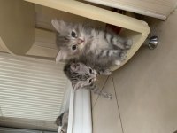 Güzellik kedilere yuva arıyorum