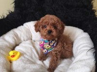 Yakışıklı Poodle Prens