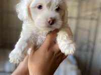 Terrier yavrumuz yeni ailesini arıyor