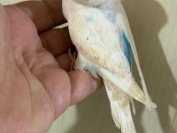 31 GÜNLÜK KONUŞTURMALIK BEBEK MUHABBET KUŞU