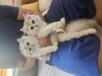 4 Aylık British Longhair Short Leg Bebekler