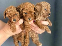 BİBLO GÜZELLİĞİNE SAHİP GERÇEK RED TOY POODLE