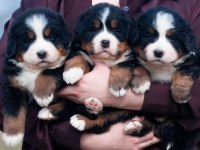Bernese mountain dog