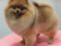 Pomeranian Dişi 3 Yaş