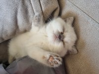 Boncuk gözlü blue point british shorthair
