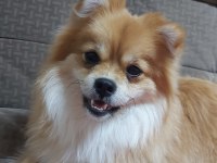 Pomeranian spitz 2 yaşında