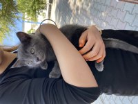 Yavru 3 aylık british shorthair kediler