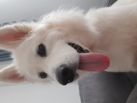 Ücretsiz samoyed sahiplendirme