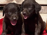 Labrador çikolata siyah yavrular hazırda