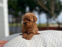 Çikolata poodle bebekler