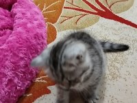 Hoşçakal oscarım bal mı bal kedimiz