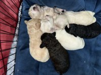 Maltipoo bebekleri