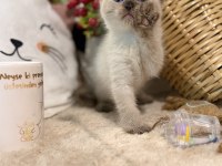 Çikolata point british shorthair