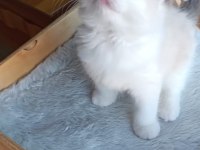 1. SINIF KALİTE ŞECERELİ RAGDOLL BEBEKLER YUVALARINI ARIYOR