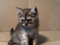 British Shorthair 2 Aylık Yavrular