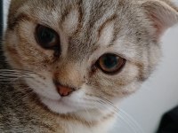 4 aylık scottish fold golden tabby - Lora