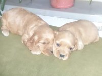 American Cocker yavru köpekler