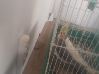 Sultan papağanı çift veya tek satılır
