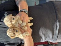 A kalite standart poodle