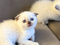 Scottish fold kedimiz