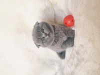 Safkan scottish fold kardeşler