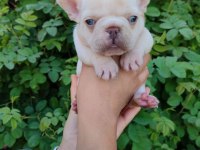 Platinum dişi erkek french bulldog