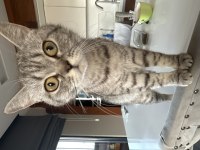 British Shorthair kedimize yuva arıyoruz