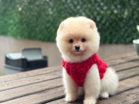 Pamuk Şekeri Pomeranian Boo