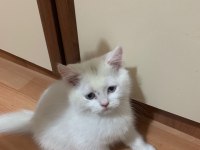 Güzel kedilerimize sıcak yuva arıyoruz