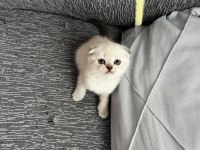 Scottish fold blue point yavrularım