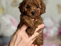 WC EĞİTİMLİ EV ORTAMINA UYGUN POODLE BEBEKLER