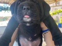 Koşucu Cane Corso Yavrular