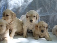 Golden retriever yavrular