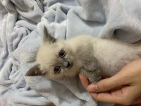 Blue point british shorthair
