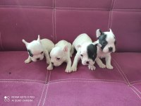 A Kalite French Bulldog Yavruları