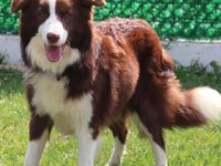 Yetişkin SCR li border collie
