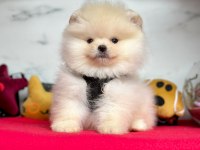 Safkan Pomeranian Boo Bebekler