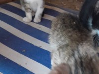 3 kardeşe sahip aranıyor kedilere