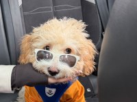 Maltipoo Duffy Mize Onu Severek Bakacak Aile