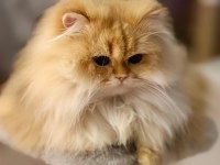 Şecereli British Longhair Golden By11 Yetişkin Erkek