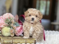 Orjinal Kore Anne Babadan Maltipoo Yavrular 