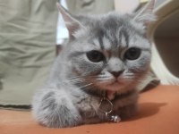 Çok tatlı ayı surat british shorthair kediler
