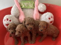 Kore Toy Poodle Yavrular Yeni Yuvasını Bekliyor