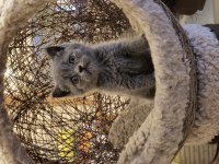 Koca Kafalı British Shorthair Yavrular