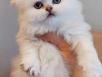 Scottish straight longhair pamuk bebek