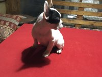Üç aylık french bulldog yavrularımız